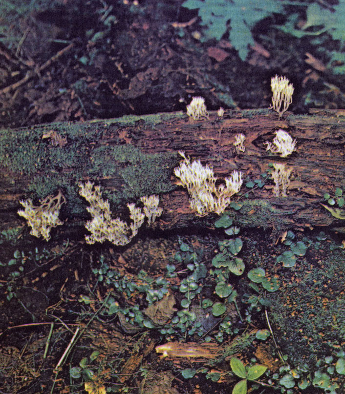 Курсовая работа: Ферменты дереворазрушающих грибов