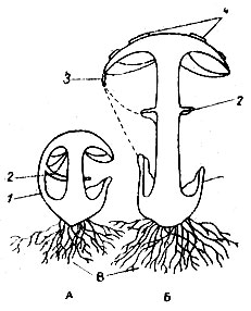 Схема плодового тела гриба: А - молодое плодовое тело: 1 - общее покрывало, 2 - частное покрывало; Б - развившееся плодовое тело: 1 - влагалище у основания; 2 - кольцо вокруг ножки; 3 - остатки покрывала по краю шляпки; 4 - бородавки на шляпке; В - почвенный мицелий