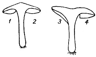 Схема прикрепления пластинок к ножке: 1 - свободные; 2 - приросшие; 3 - нисходящие; 4 - выемчатые