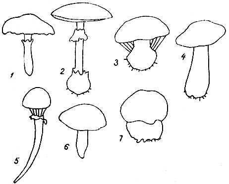 Формы ножек грибов: 1 - цилиндрическая; 2 - булавовидная; 3 - луковично-вздутая; 4 - равномерно-расширенная; 5 - корневидно-вытянутая; 6 - суженная; 7 - клубневидная