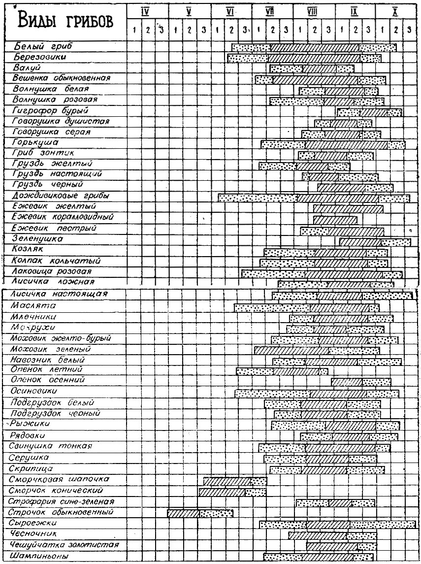 Календарь плодоношения съедобных грибов (точками обозначен период неустойчивого плодоношения, штрихом - массового)