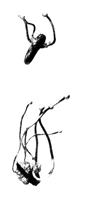  132.   Claviceps purpurea.   ( ),    (2-4 ) .   1,5-2 .  . 