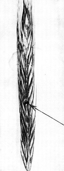  139.     ' ' -   Claviceps purpurea (Sphacelia segetum).  . 
