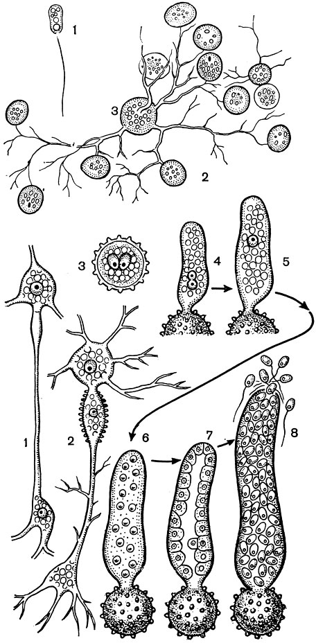 . 10.    (Polyphagus euglenae): : 1 - ; 2 - ,   ; 3 -   .  -  : 1-2 -   ()   () ; 3 - ; 4-8 -     