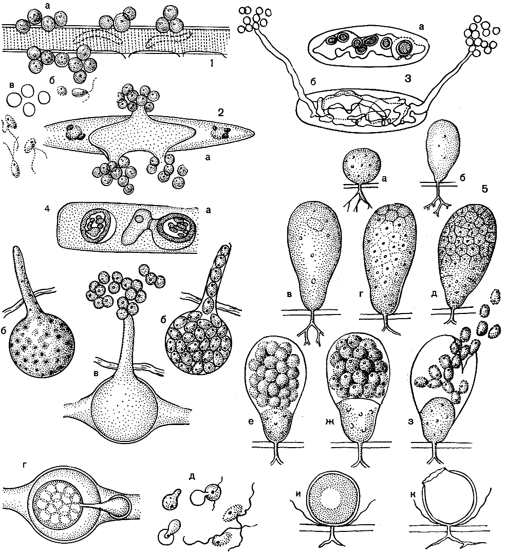 . 15. : 1 -   (Ectrogella bacillariacearum):          ()    (),    (); 2 -   (. licmophora):  -           ,  -   ,      ; 3 -   (Aphanomycopsis desmidiella):  -      ,  -  ,        ; 4 -   (Pythiella vernalis):  -    ,  - ,  -      ,  -         ,  -     ; 5 -   (Thraustochytrium proliferum): - -  , - -     , - -   (    )