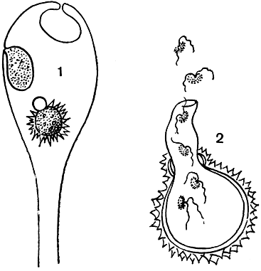 . 19.  (Olpidiopsis): 1 -     ( ,    ); 2 -  