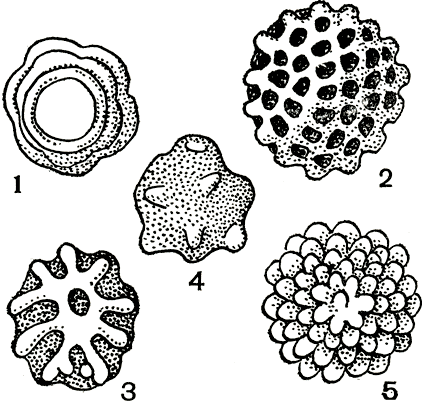 . 23.   : 1 -    (Plasmopara asterea); 2 -    (P. helianthi); 3 -  (Peronospora herniaris); 4 -  (Cystopus tropicus); 5 -  (. candidus)