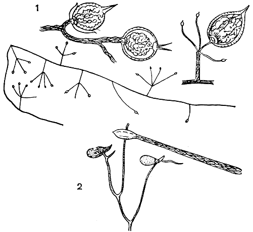 . 27. 1 -   (Zoophagus tentaclum)  ,  ; 2 -   (Pythiogeton transversum)