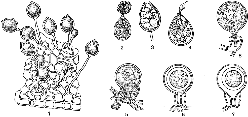 . 31.  (Phytophtora parasitica): 1 -   ,   ; 2-4 -  ; 5-8 -   