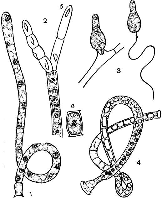 . 49. : 1 -  ( ); 2 -  (Acellaria):  - ,  -     ; 3 -  (Spartiella),         ; 4 -   (nterobryus elegans),   