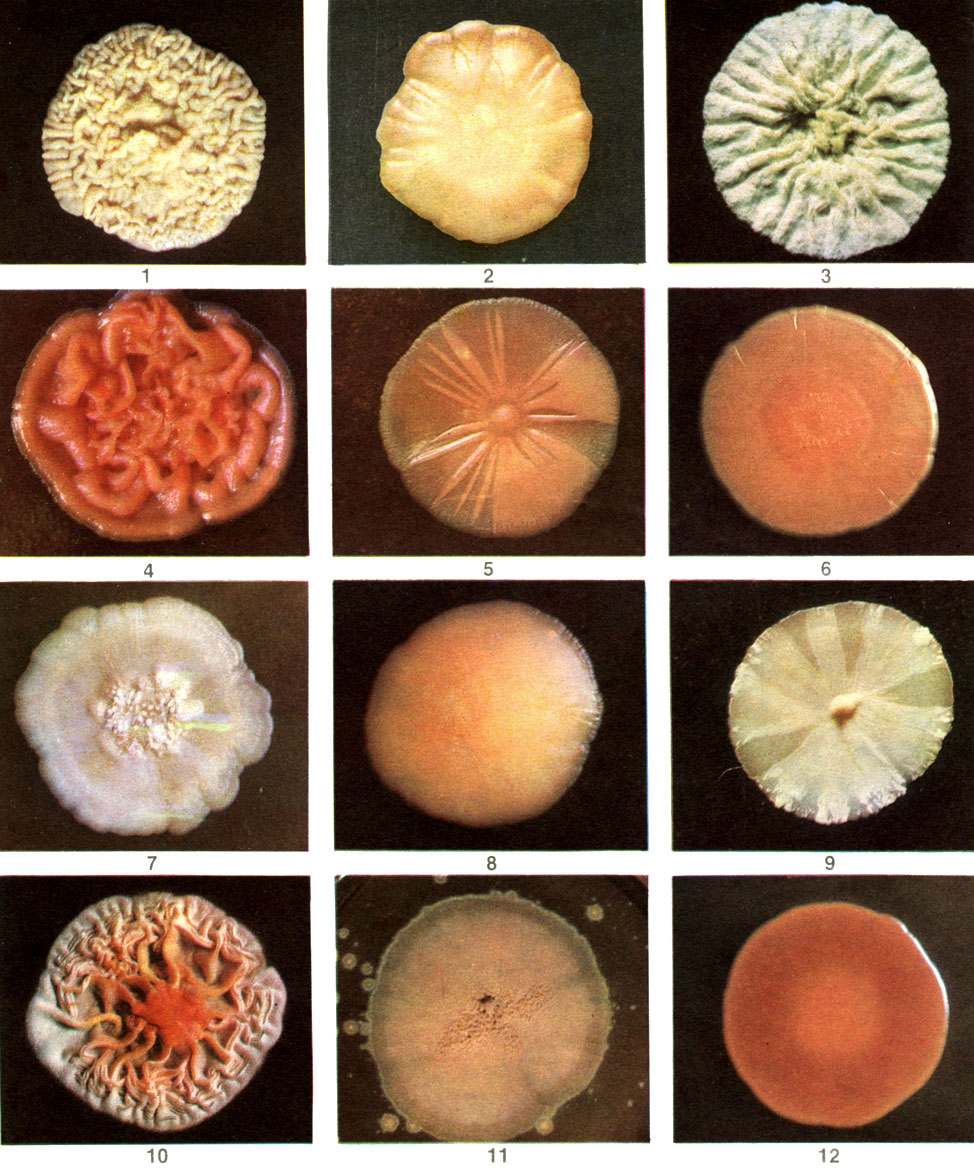  13.      : 1 -   (Saccharomyces cerevisiae); 2 -   (Metschnikowia pulcherrima); 3 -   (Candida humicola); 4 -   (Rhodotorula glutinis); 5 -   (R. rubra); 6 -   (R. aurantiaca); 7 -   (Debaryomyces cantarelli); 8 -   (Cryptococcus laurentii); 9 -   (Nadsonia elongata); 10 -   (Sporobolomyces roseus); 11 -   (S. holsaticus); 12 -   (Rhodosporidium diobovatum)