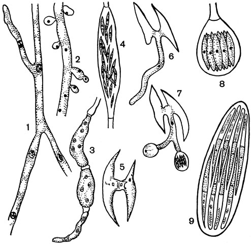 . 62. .   (Spermophthora gossypii) (1-8): 1 -  ; 2 -    ; 3-4 -  ; 5 -  ; 6-7 -  ; 8 - .   (Nematospora phaseoli): 9 - 