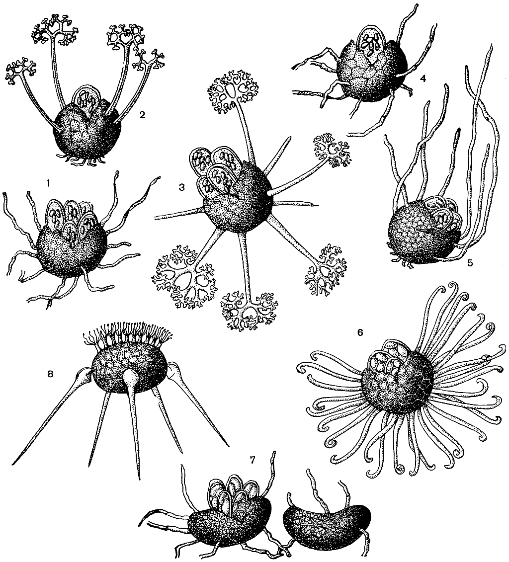 . 87.   ()  : 1 -  (Erysiphe); 2 -  (Podosphaera); 3 -  (Microsphaera); 4 -  (Sphaerotheca); 5 -  (Trichocladia); 6 -  (Uncinula); 7 -  (Leveillula); 8 -  (Phyllactinia)