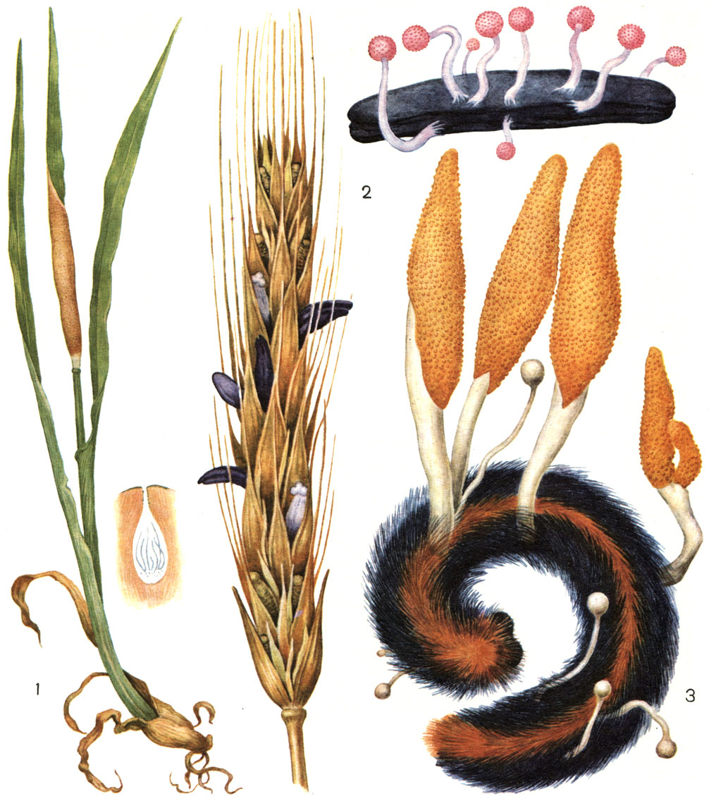  20.  : 1 -    ;  -   (Epichlo typhina)  ; 2-   (Claviceps purpurea) ( -   ,  -  ); 3 -   (Cordyceps militaris)  