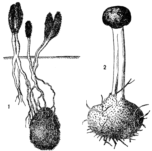 . 110. ,    : 1	-   (Cordiceps ophioglossoides); 2 -   (. apitata)