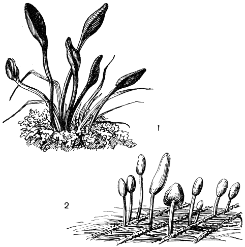. 112. : 1 -   (Trichoglossum hirsutum); 2 -   (Mitru a paludosa)