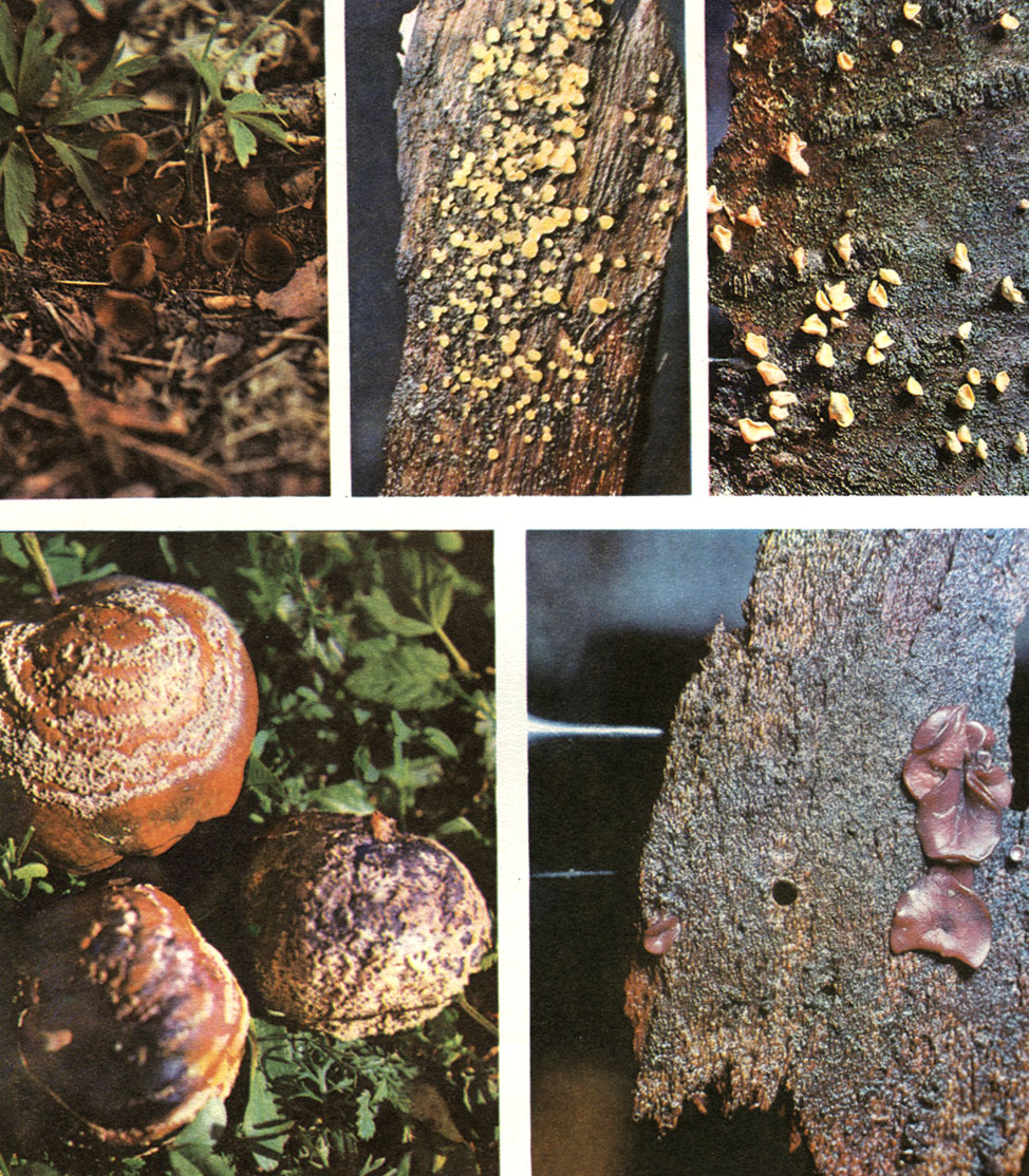  21.  :   :   (Sclerotinia tuberose),   (Calicella citrina),   (Dasiscyphella caliciformis);   -   (Monilinia frutigena);   -   (Coryne sarcoides)