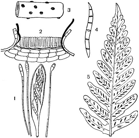 . 116. .   (Coccophacidium pini): 1 -   ; 2 -  ; 3 -    ; 4 - ; 5 -   (Cryptomyces pteridis)