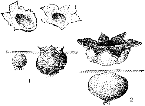 . 126. : 1 -   (Sepultaria arenosa); 2 -   (Sarcosphaera crassa)