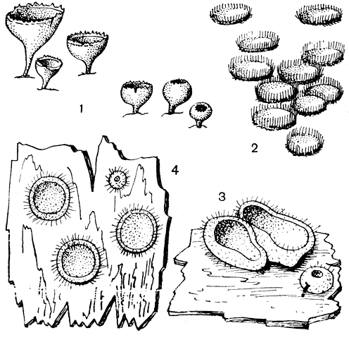 . 131. : 1 -   (Geopyxis carbonaria); 2 -   (Trichophaea gregaria); 3 -   (Humaria hemisphaerica); 4 -   (Scutellinia scutellata)
