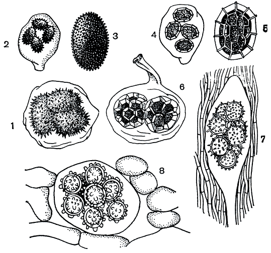 . 134.      : 1 -    (Tuber melanosporum); 2, 3 -   (. brumale); 4, 5 -   (. aestivum); 6 -   (. magnatum); 7 -   (Choiromyces meandriformis); 8 -   (Terfezia leonis)