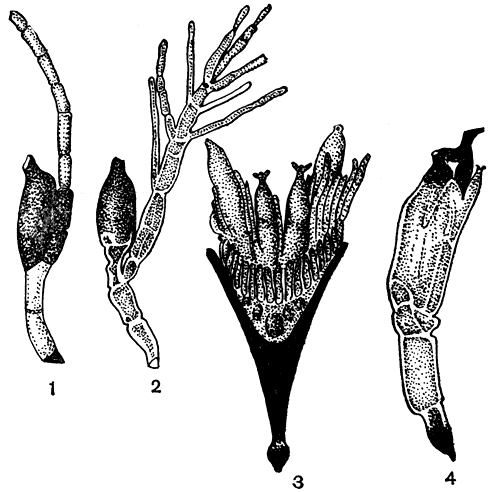 . 135. : 1 -   (Laboulbenia vulgaris); 2 -   (Santharomyces permasculus); 3 -  (Dichomyces); 4 -   (Chitonomyces atricornis)