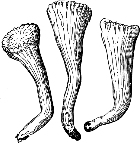 . 171.   (Clavariadelphus truncatus).  
