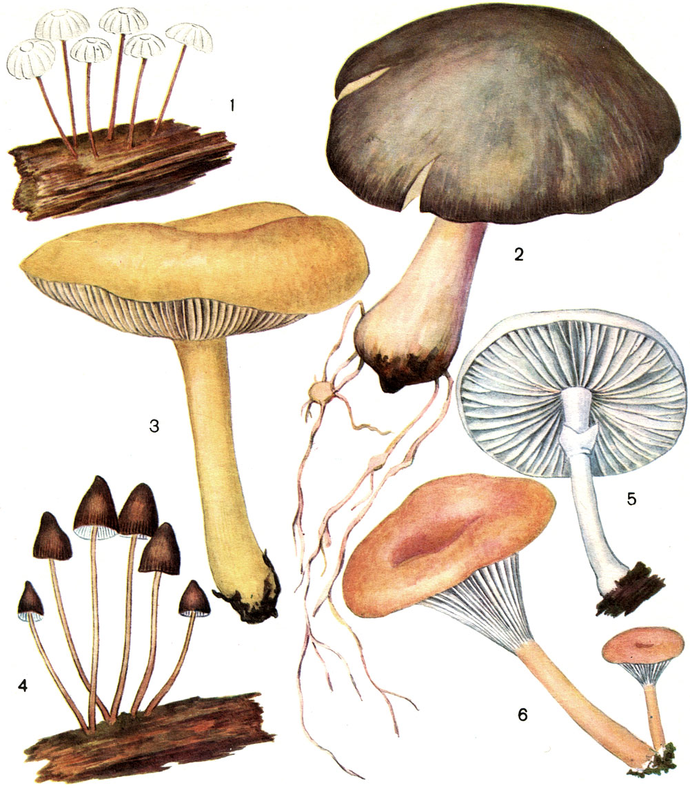  38.  : 1 -   (Marasmius rotula); 2 -   (Oudemansiella platyphylla); 3 -   (. mucida); 4 -   ( vitilis); 5 -   (Calocybe gambosa); 6 -   (Clitocybe infundibuliformis)