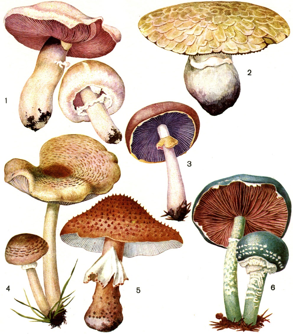  41.   : 1 -   (Agaricus campester); 2 -   (A. bernardii); 3 -     (Strophana rugoso-annulata); 4 -   (Lepiota cristata); 5 -   (L. acutesquamosa); 6 -  - (Stropharia aeruginosa)