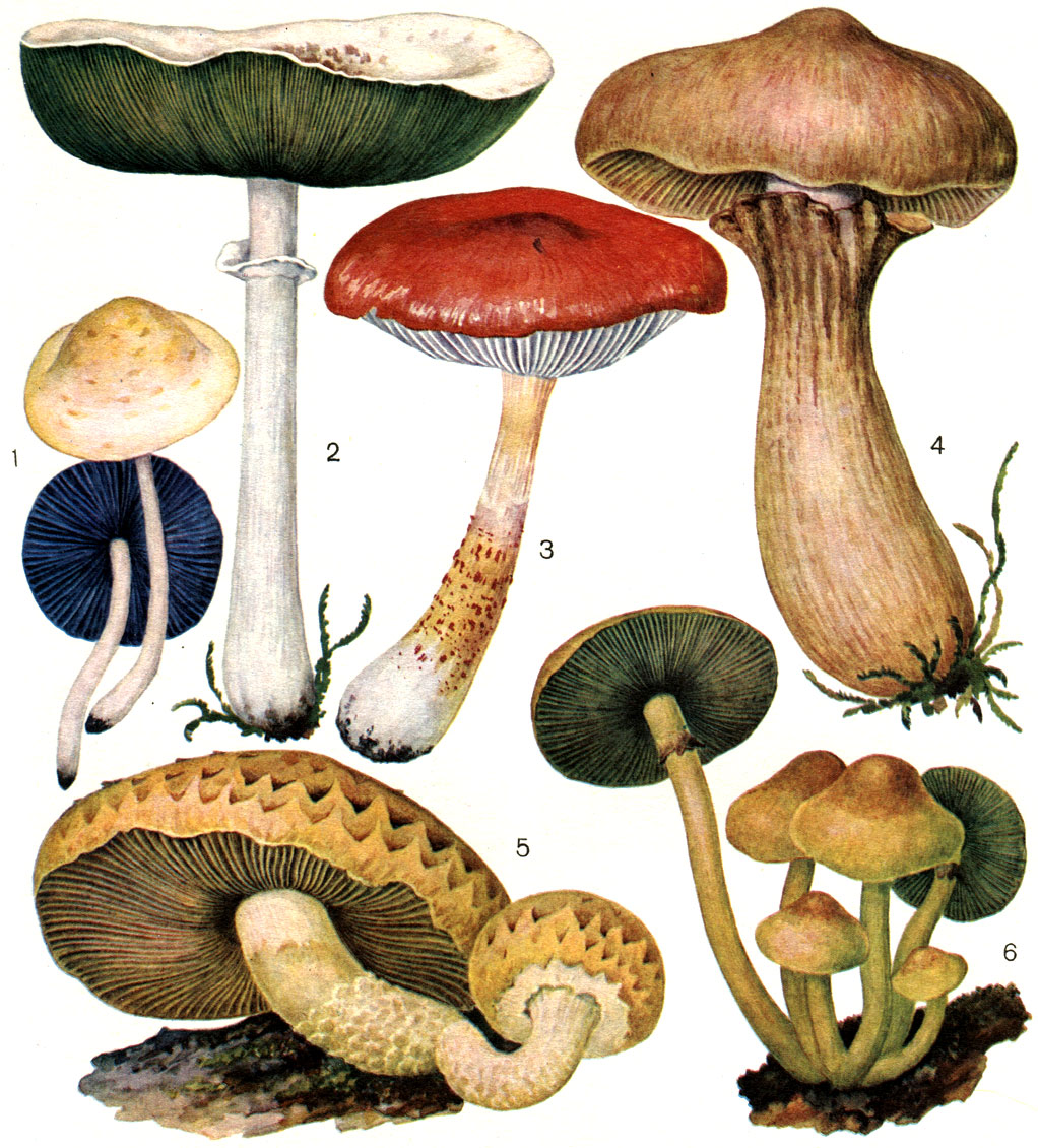  43. ,   : 1 -   (Psathyrella coronata); 2 - ,    (Chlorophyllum molybdites); 3 -  - (Cystoderma cinnabarinum); 4 -   (Phaeolepiota aurea); 5 -  ,   (Pholiota aurivella); 6 -  - (Hypholoma fasciculare)
