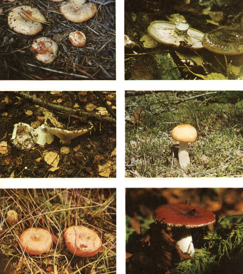  45. :   -  (Lactarius deliciosus);   -   (L. necator);    -   (Russula delica);    -   (R. flava);   -   (Lactarius torminosus);   -   (R. paludosa)