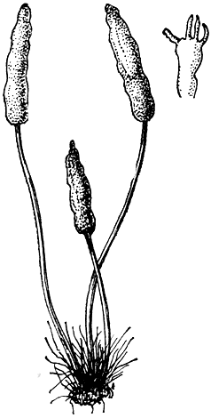 . 206.   (GaJeropsis desertorum)