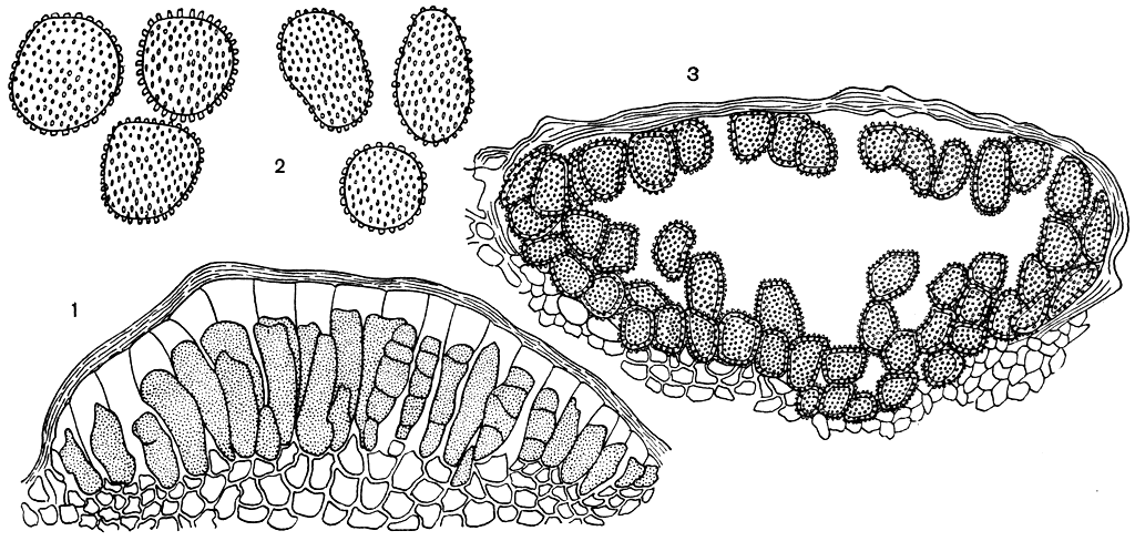 . 220.    (Coleosporium campanulae): 1 - ; 2 - ; 3 - 