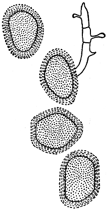 . 226.    (Endophyllum sempervivi).  
