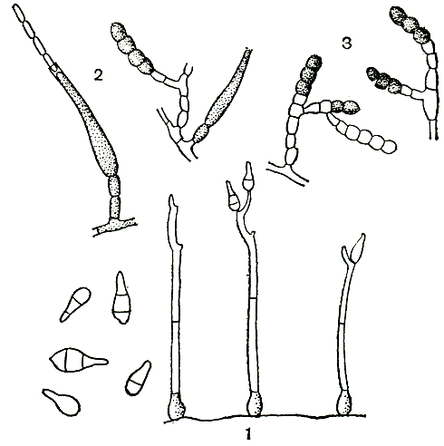 . 234. : 1 -   (Piricularia oryzae); 2, 3 -   (Thielaviopsis basicola)