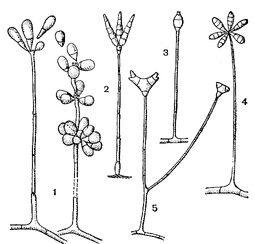. 246.    : 1 -  (Arthrobotrys); 2 -  (Tridentaria); 3 -  (Monacrosporium); 4 -  (Dactylaria); 5 -  (Triposporina)