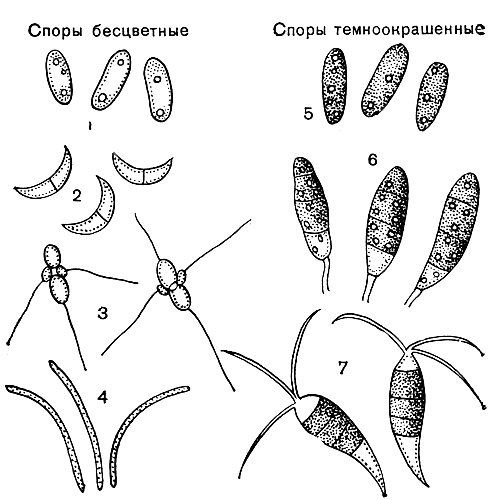 . 249.   : 1 -  (Colletotrichum lindemuthianumV, 2 -  (Marssonina juglandis); 3 -  (Entomosporium maculatum); 4 -  (Cylindrosporium hiemale); 5 -  (Melanconium fuligineum); 6 -  (Coryneum microstictum); 7 -  (Pestalotia theae)