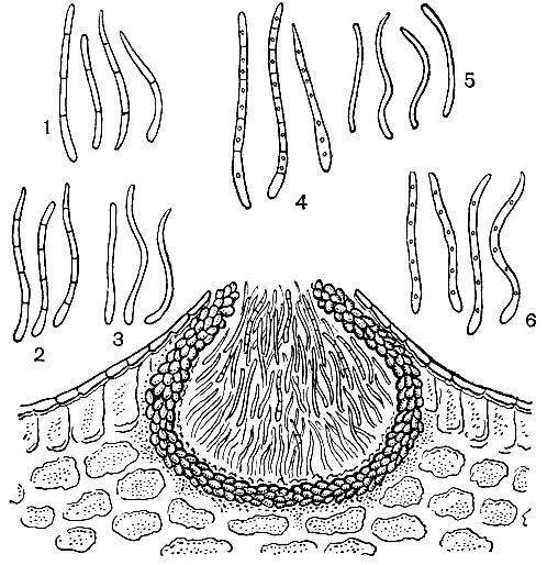 . 262.   :  -     (Septoria apii);  -    : 1 -   (S. apii); 2 -   (S. cari); 3 -   (S. umbelliferarum); 4  5 -   (S. pastinacina, S. pastinaceae); 6 -   (S. petroselini)