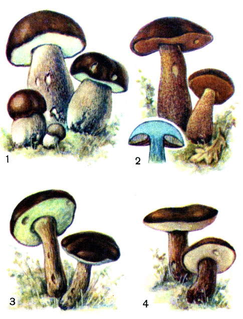 Съедобные грибы: 1 - белый гриб; 2 - дубовик обыкновенный; 3 - польский гриб; 4 - Каштановый гриб