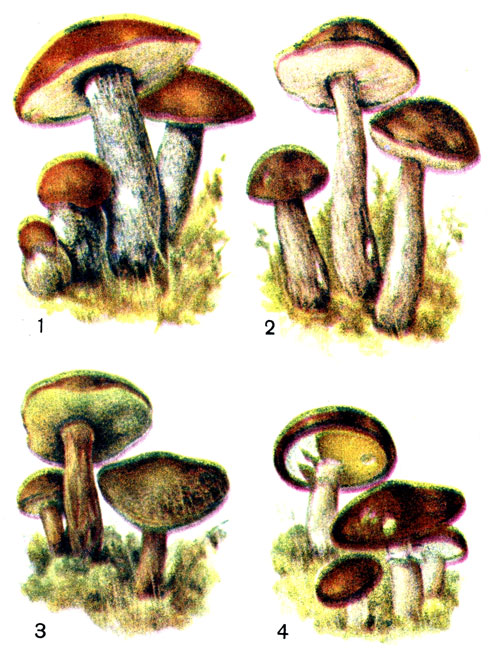 Съедобные грибы: 1 - подосиновик; 2 - подберезовик; 3 - моховик; 4 - масленок