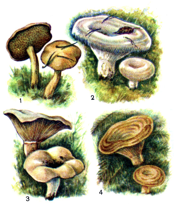 Съедобные грибы: 1 - козляк; 2 - груздь настоящий; 3 - скрипица; 4 - рыжик