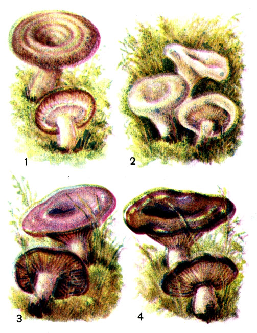 Съедобные грибы: 1 волнушка; 2 - белянка; 3 - серушка; 4 - гладыш