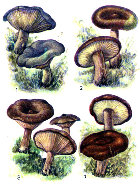 Съедобные грибы: 1 - волнушка болотная; 2 - краснушка; 3 - горькуша; 4 - подмолочник