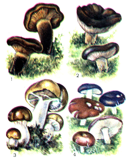 Съедобные грибы: 1 - свинушка толстая; 2 - подгруздок черный; 3 - валуй; 4 - сыроежка