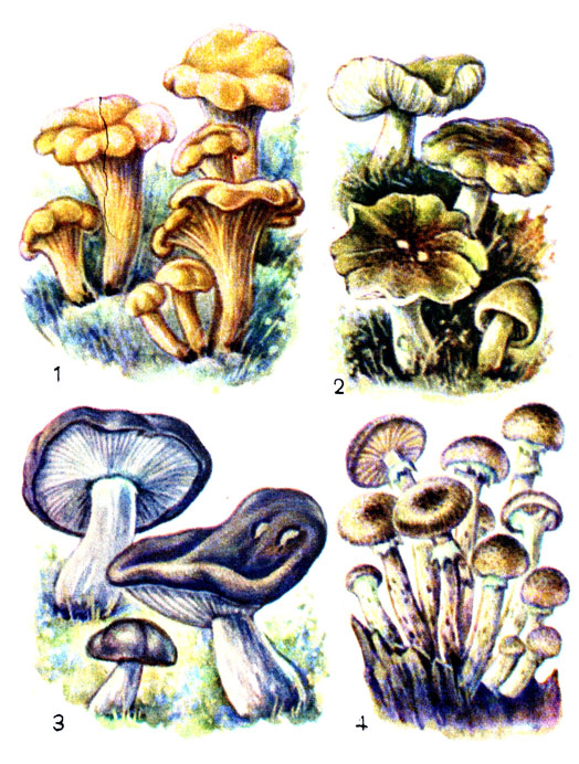 Съедобные грибы: 1 - лисичка; 2 - зеленушка; 3 - рядовка фиолетовая; 4 - опенок осенний
