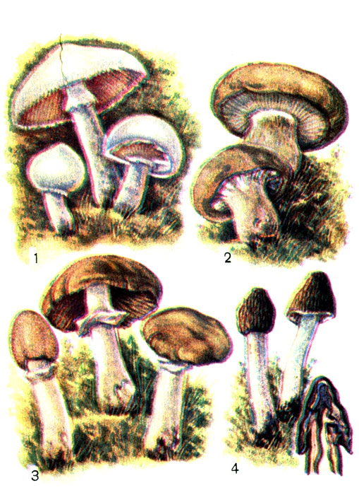 Съедобные грибы: 1 - шампиньон обыкновенный; 2 - толстушка; 3 - колпак кольчатый; 4 - сморчковая шапочка