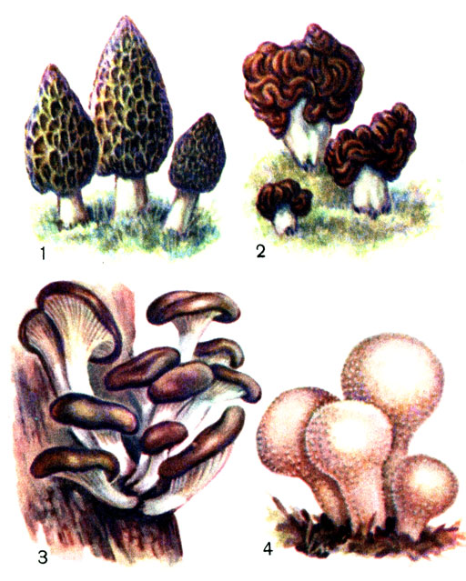 Съедобные грибы: 1 - сморчок конический; 2 - строчок обыкновенный; 3 - вешенка обыкновенная; 4 - дождевик шиповатый