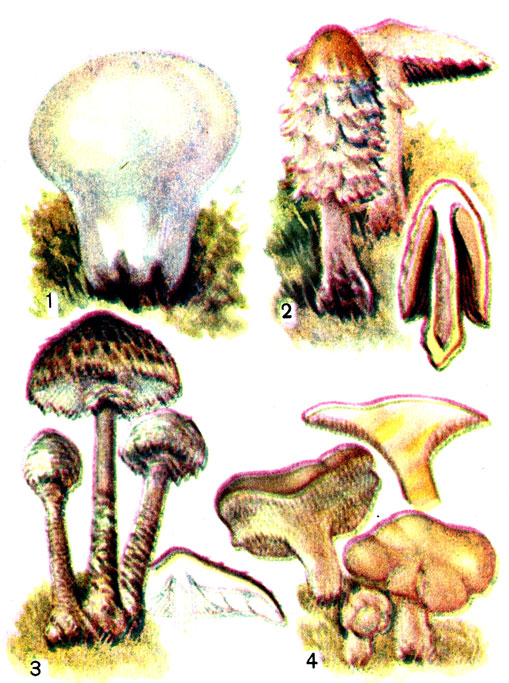 Съедобные грибы: 1 - головач круглый; 2 - навозник белый; 3 - гриб-зонт пестрый; 4 - ежевик желтый