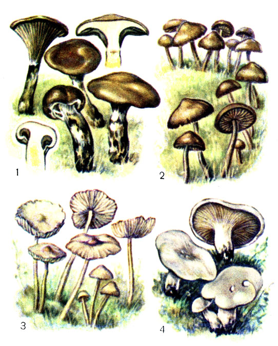 Съедобные грибы: 1 - мокруха елся; 2 - опенок луговой; 3 - чесночник; 4 - ивишень