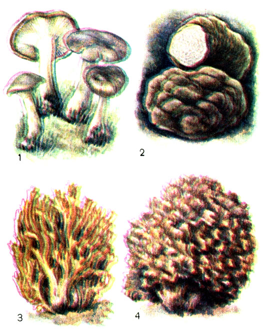 Съедобные грибы: 1 - говорушка серая; 2 - трюфель белый; 3 - рогатик желтый; 4 - гриб-баран